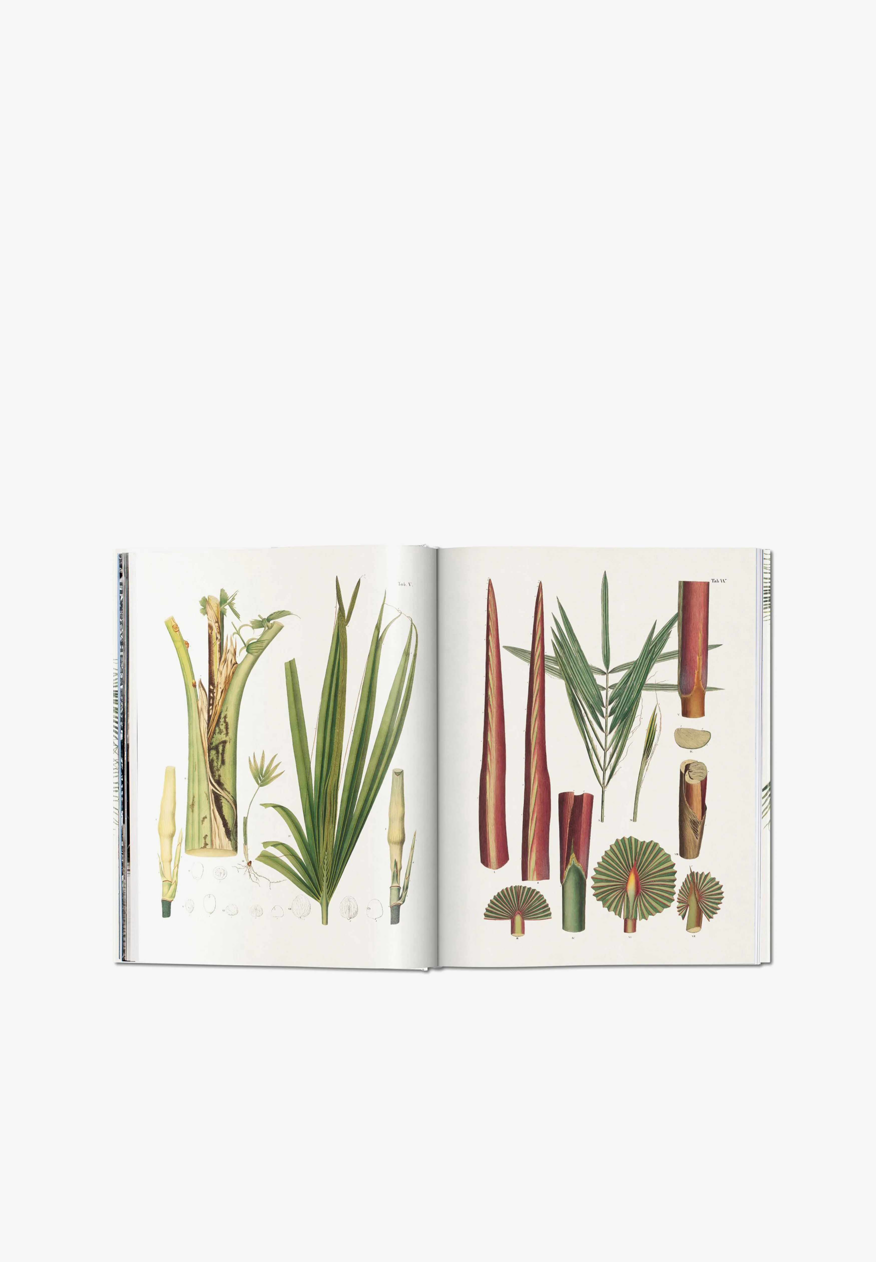 TASCHEN | LIBRO BOOK OF PALMS - Image 3