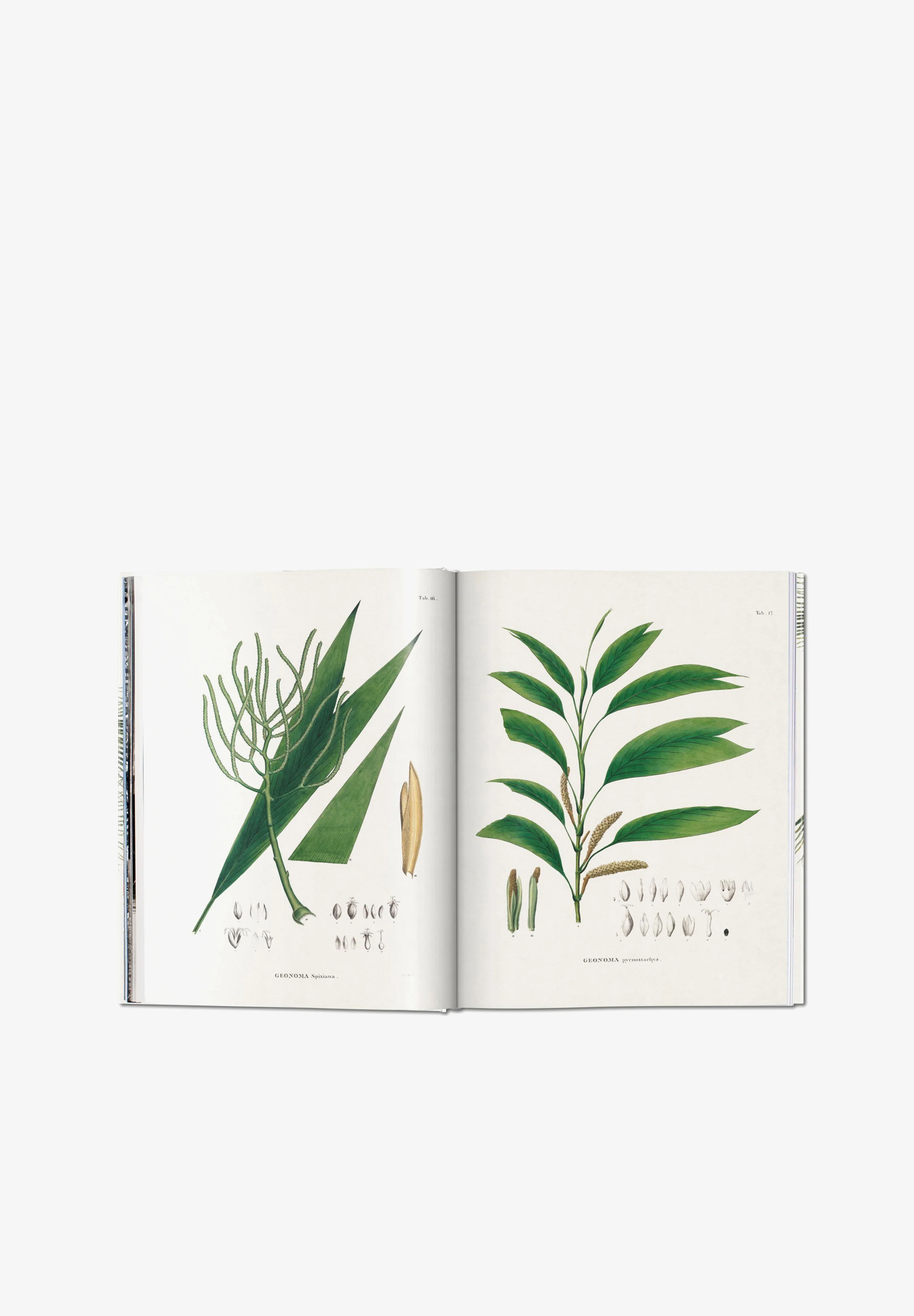 TASCHEN | LIBRO BOOK OF PALMS - Image 4