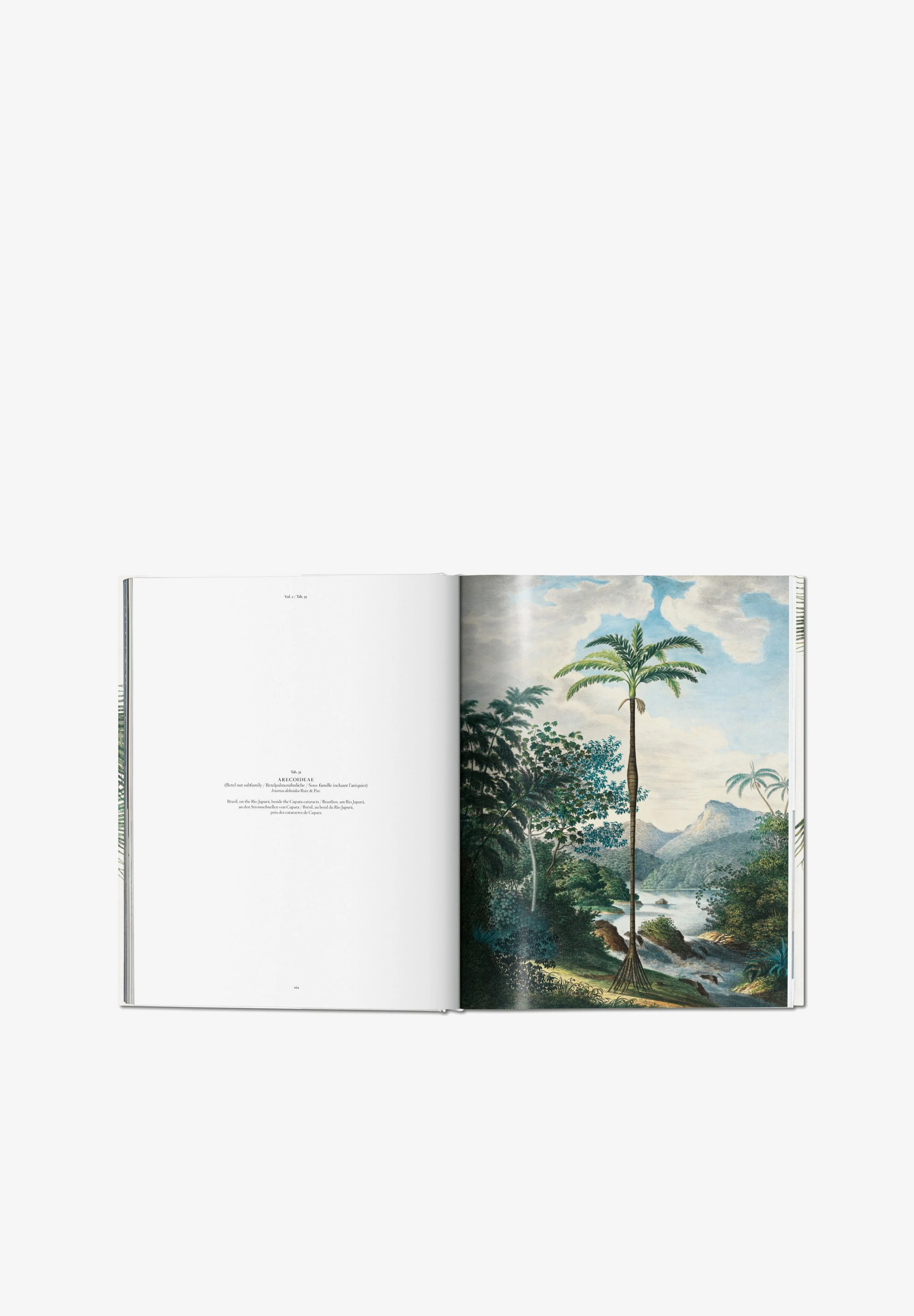 TASCHEN | LIBRO BOOK OF PALMS - Image 5