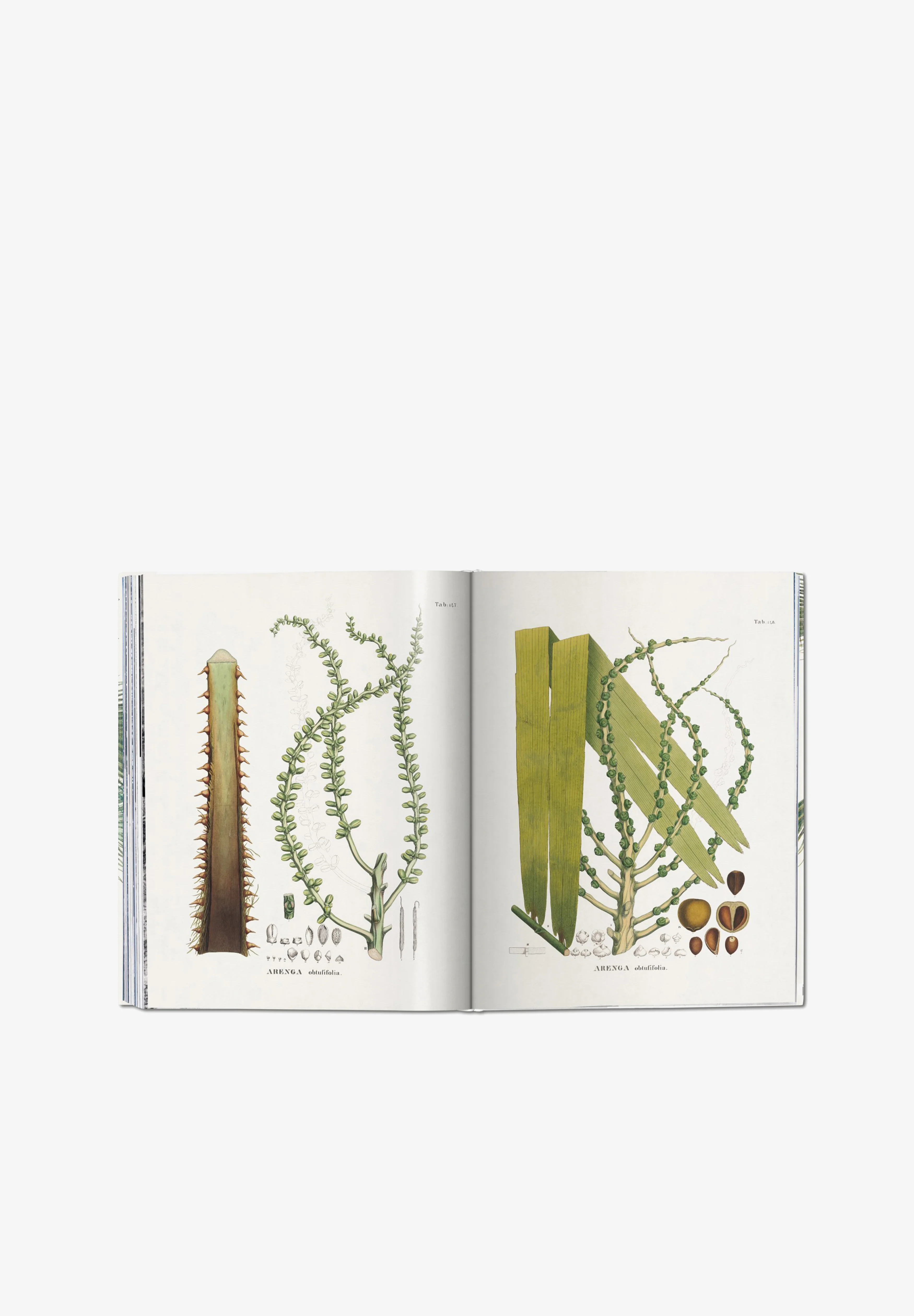TASCHEN | LIBRO BOOK OF PALMS - Image 6