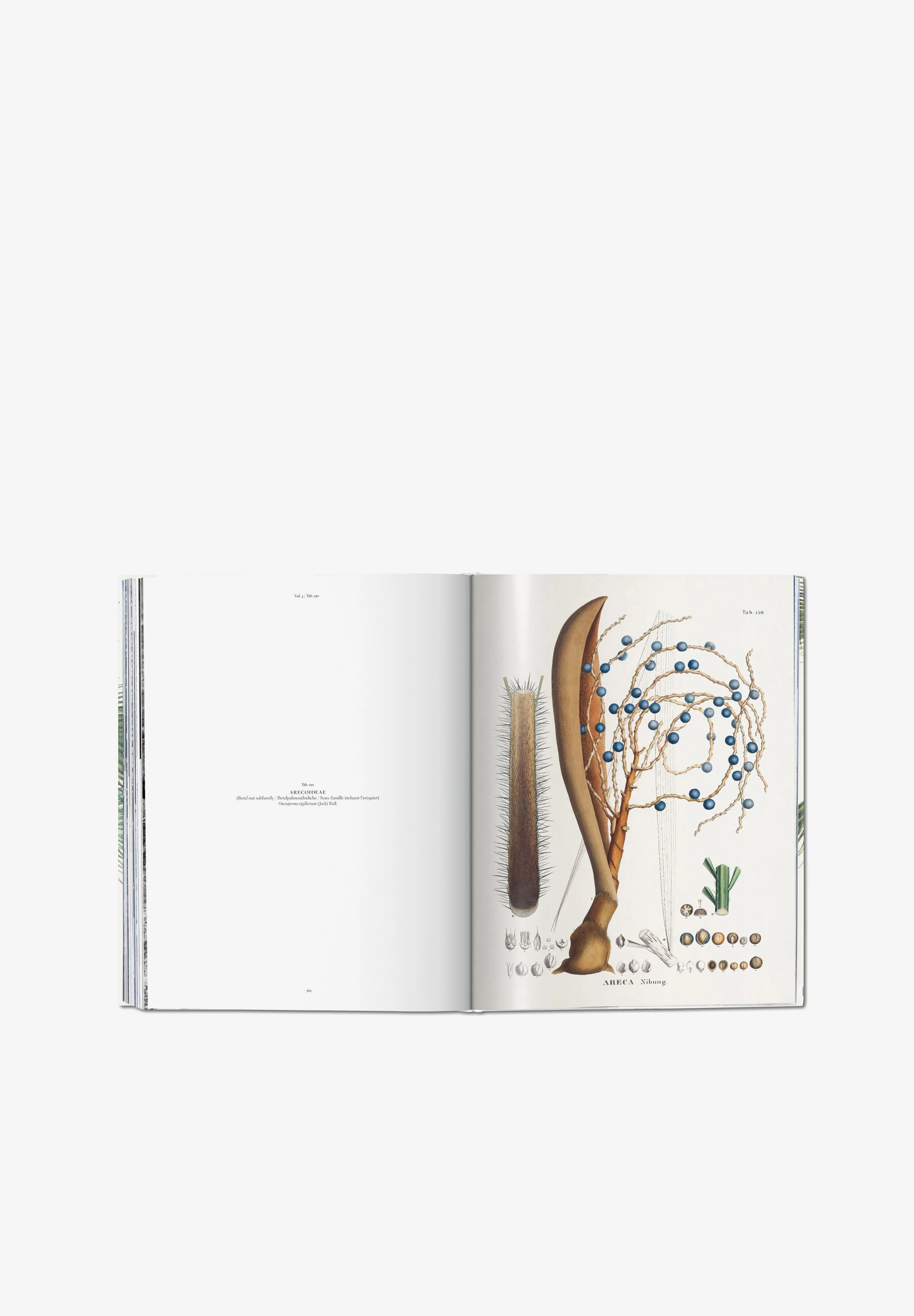 TASCHEN | LIBRO BOOK OF PALMS - Image 7